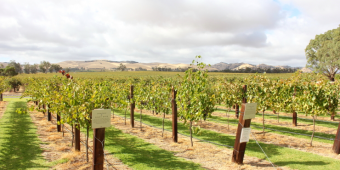 Thumbnail image for Visit the Barossa Valley: Australia’s Premier Wine Growing Region