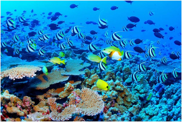 Post image for Largest Living Structure: The Great Barrier Reef