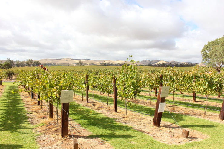 Post image for Visit the Barossa Valley: Australia’s Premier Wine Growing Region